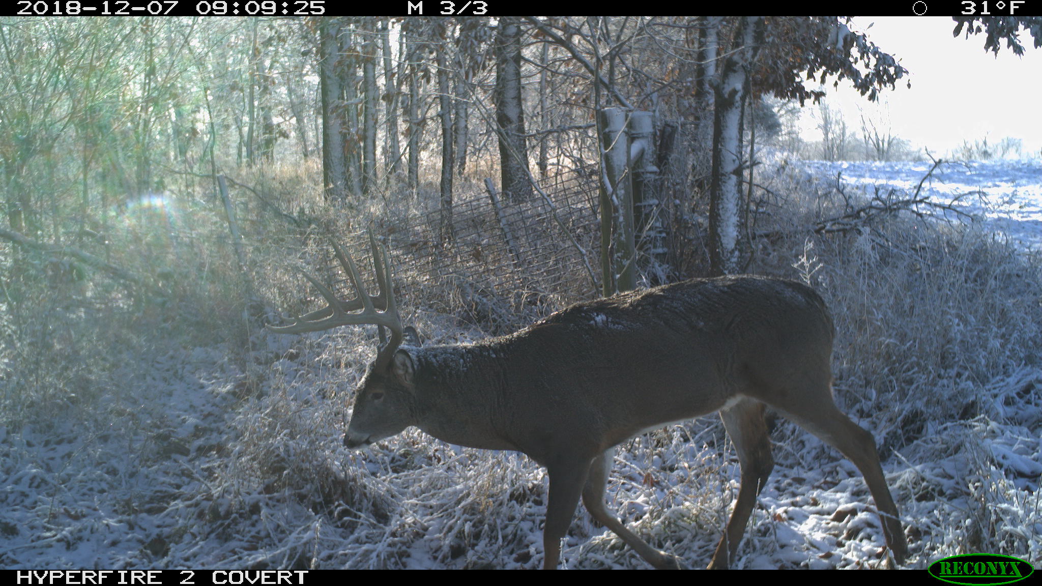 The 5 Best Whitetail States